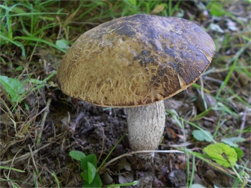 Leccinum carpini da confermare